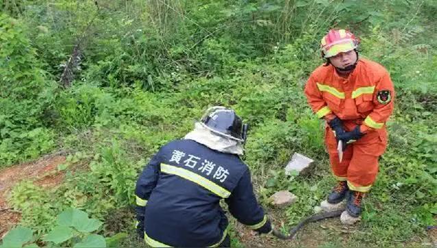 近日，攀枝花消防接连抓获多条大蛇。这些蛇体态肥硕、身形圆滚滚，模样十分可爱。消防