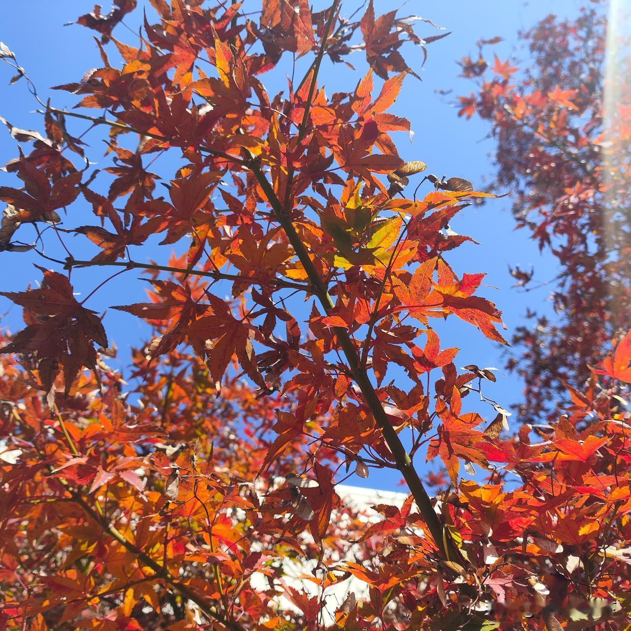 施救的孩子真的太勇敢了，也理应受到表彰，当时情况危急，差点就牺牲了。真是有福之人