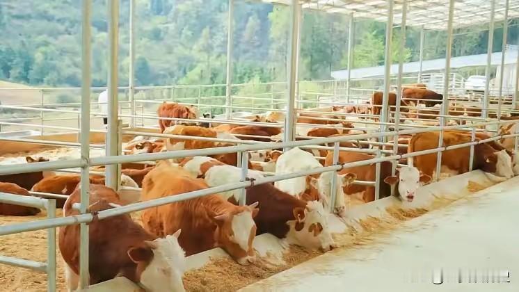 美国着急，中国出手了！
这一下，可是打到了关键地方。咱们国家决定，对从巴西、澳大