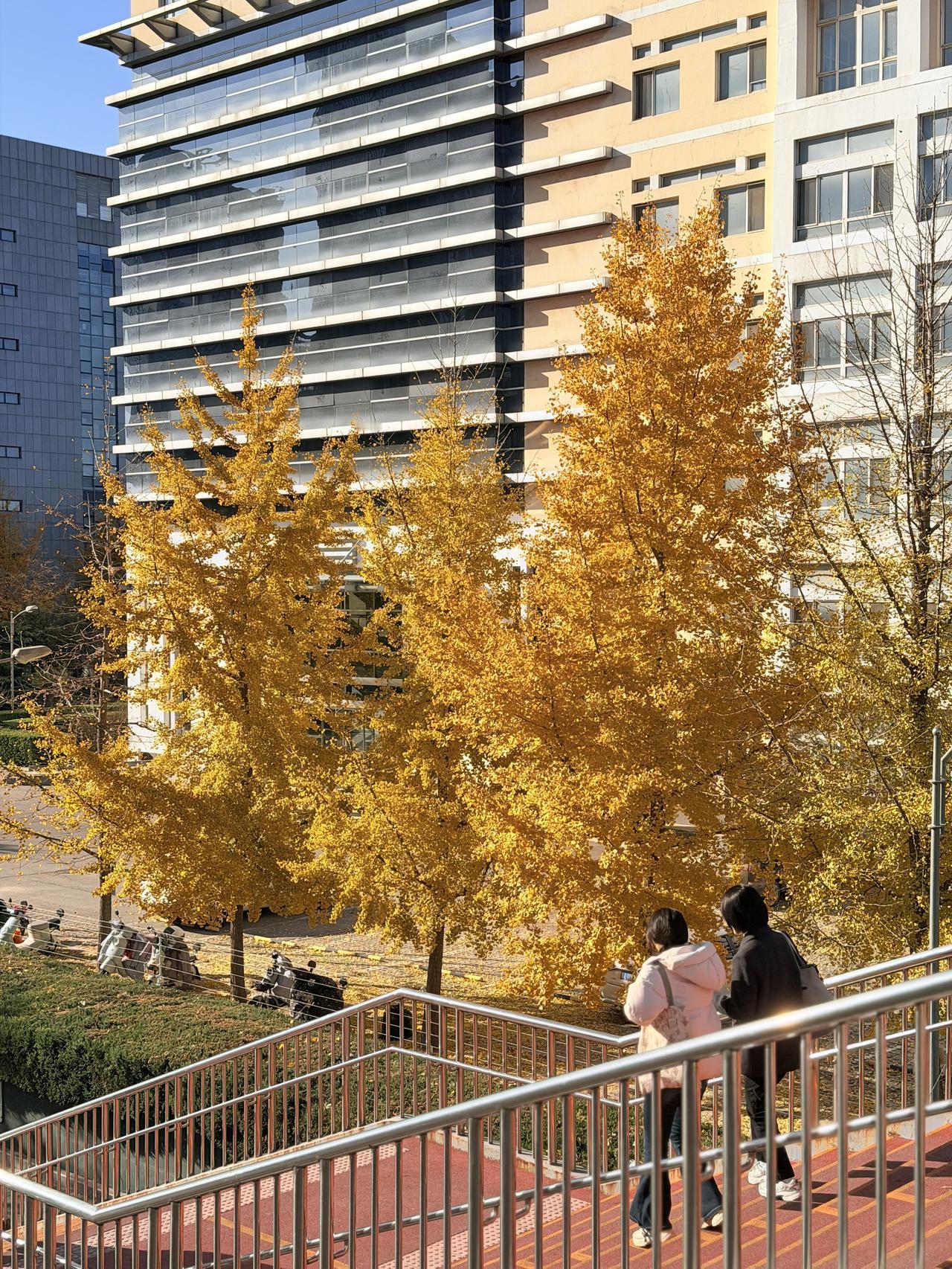 一叶知秋 看到落叶 你第一时间想到哪首诗？