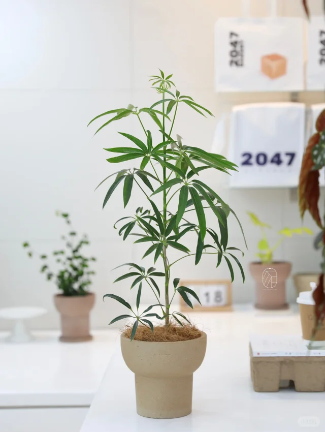 绿植软装界的草间弥生！懒人都养出高颜值！