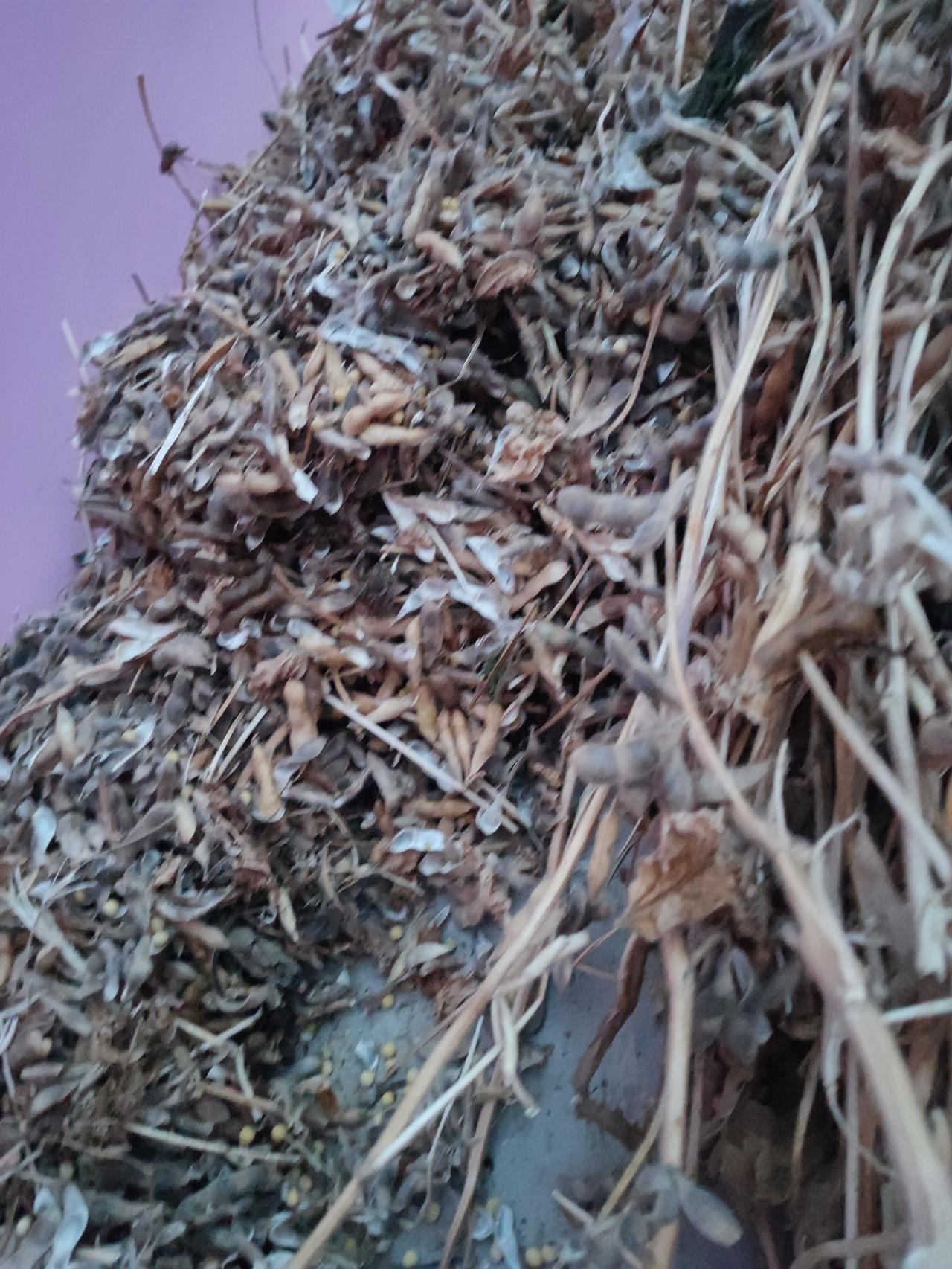 今天一整天都在捡东西
今天没写头条，
主要是太忙了，[黑线]
邻居招呼我去我家后