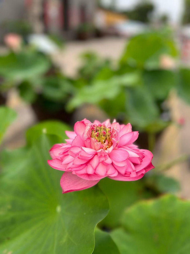 “祝你好运莲莲🪷” 