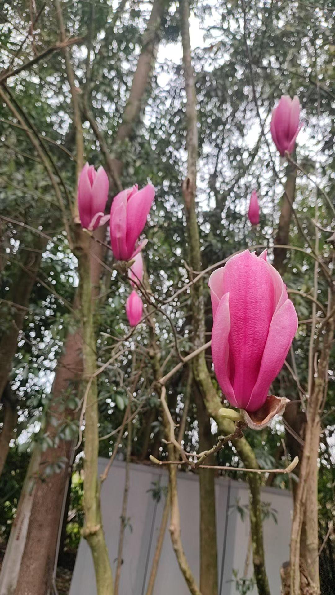 天南地北大拜年这花漂亮带点魔幻