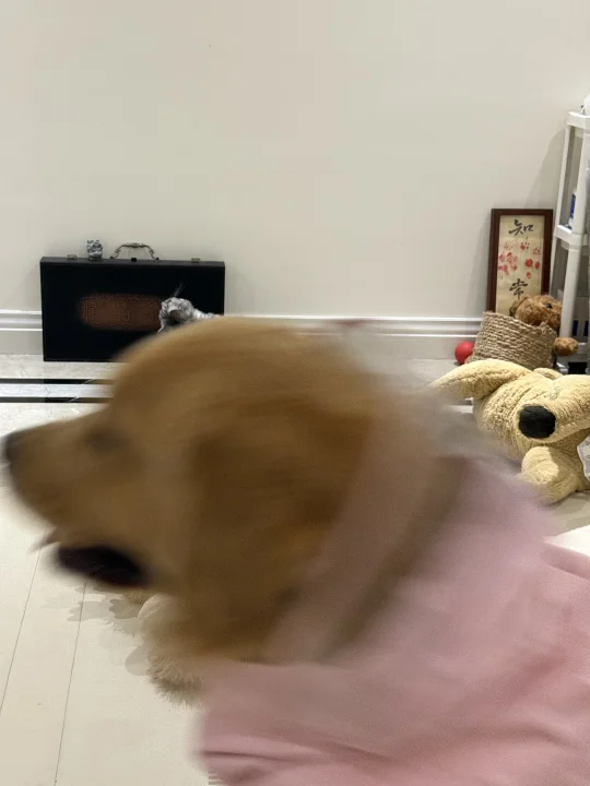 还好我眼疾手快拍到了！我愿取名为《目送》