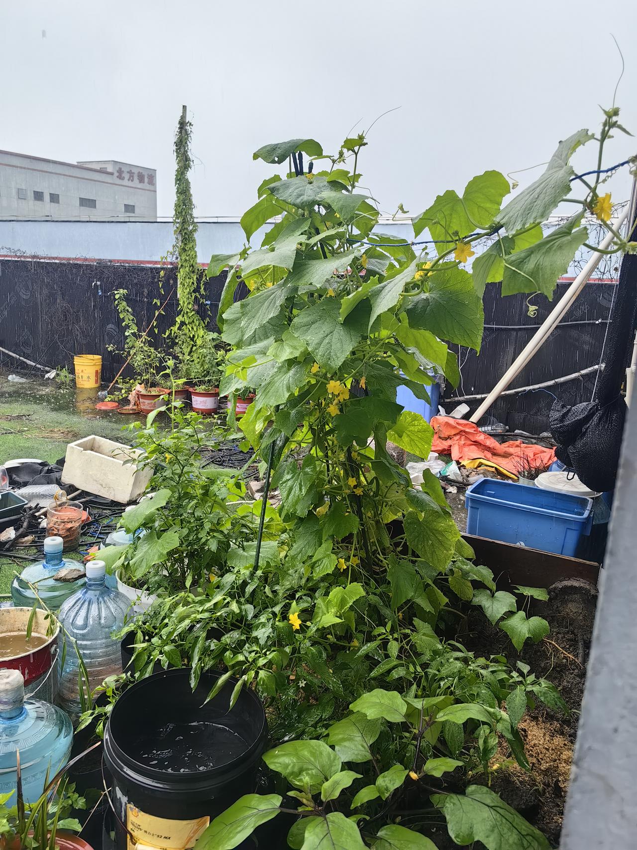 对植物来说，暴雨是大餐，当然，这些雨水要能够及时排得掉。
你们说呢