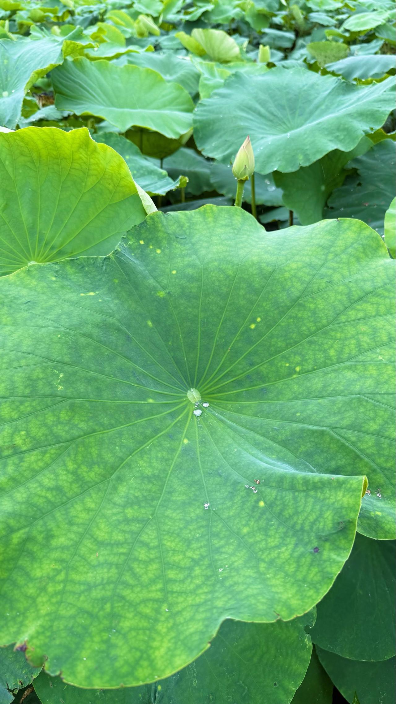 老家的夏天，是蝉鸣不止，蛙声一片，也是人间烟火气……