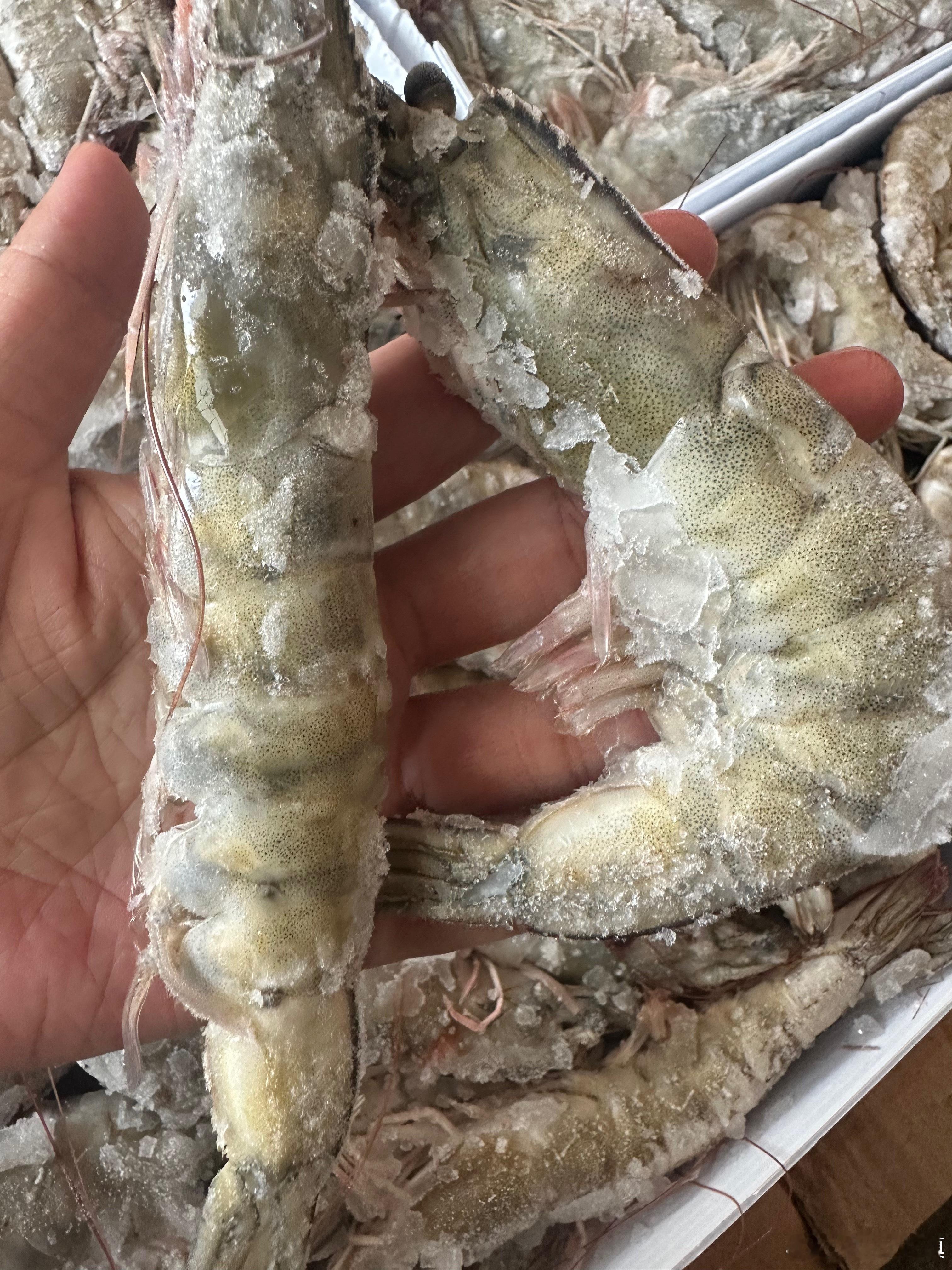 海洋大虾限时福利🔥直接立减20元！谁能拒绝肉质饱满的海洋大虾！活虾急冻锁鲜，原