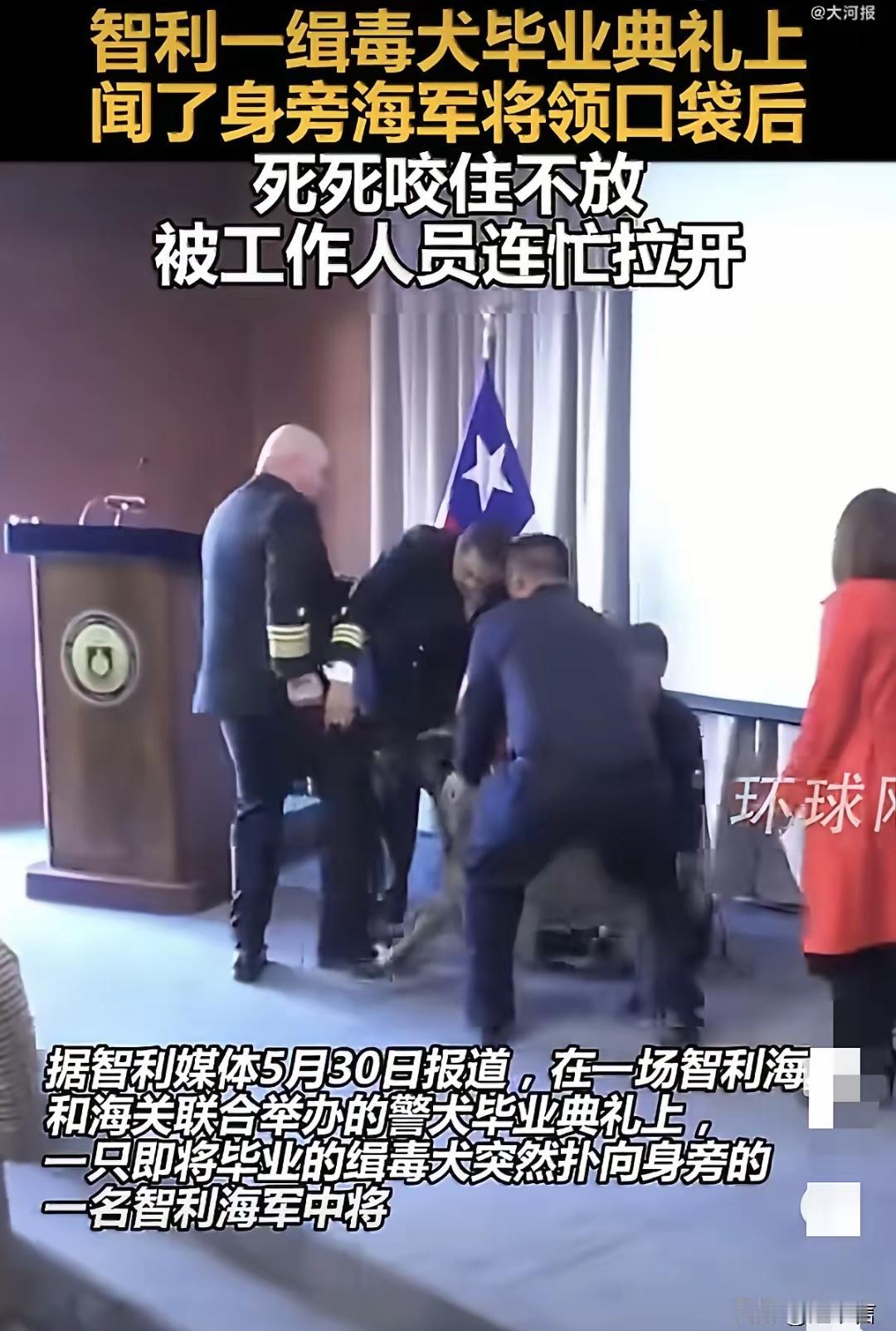 智利一场警犬毕业典礼上，缉毒犬突然扑向一名海军中将，死死咬住他的裤袋不放。一只狗