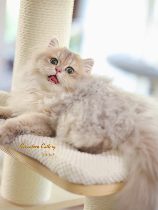 如果你喜欢Rap 本喵也是会点绕舌