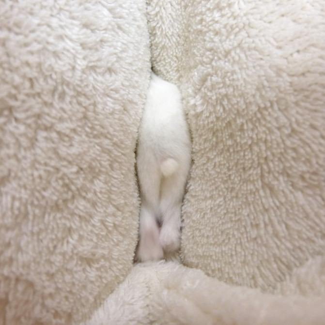 萌宠  (｡･ω･)σ 小尾巴（photo：ぴっぴ） 
