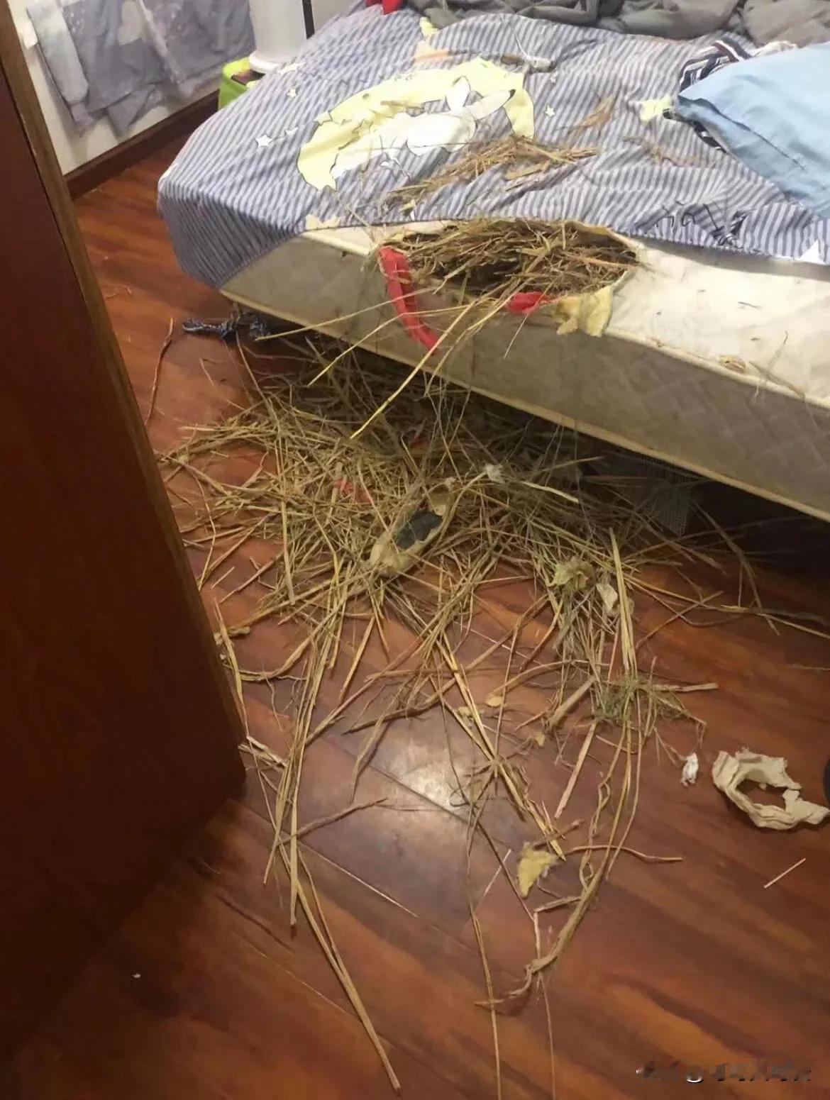 租房的床垫是真脏真恶心啊

睡了一个月的脏床垫，不拆不知道
租房的姐妹一定仔细检