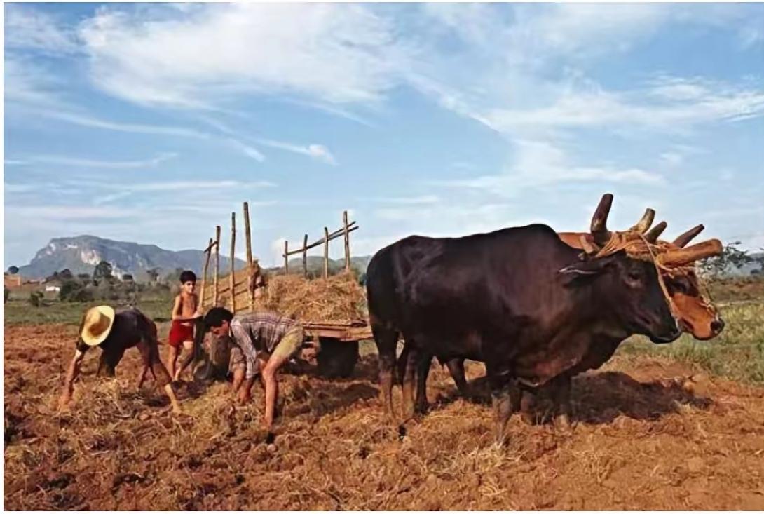 古巴革命成功60多年了，有大片的黑土地，阳光充足，雨量丰沛，水稻一年三熟，人均耕