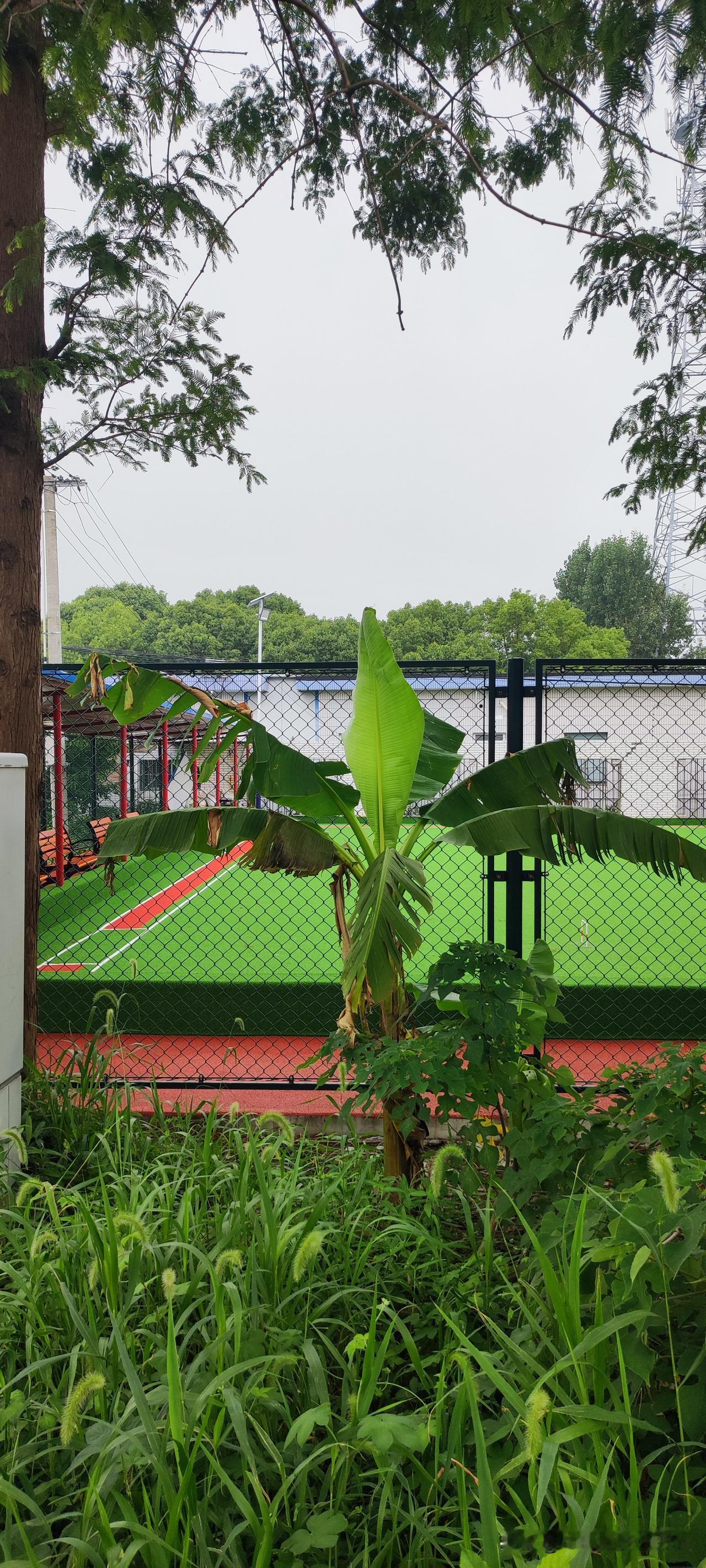 下午去买菜，眼瞅要下雨，所以紧赶慢赶去的镇上。
一条鲫鱼和一些对虾 ，花费30元