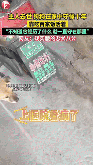“现实版忠犬八公！”江苏连云港，一狗狗的主人去世后，它在空荡荡的家里守了10年，