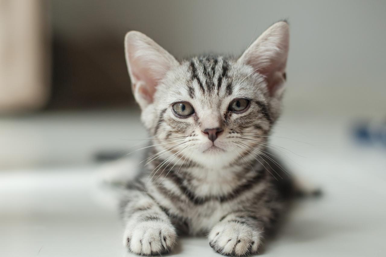 萌猫 萌宠
