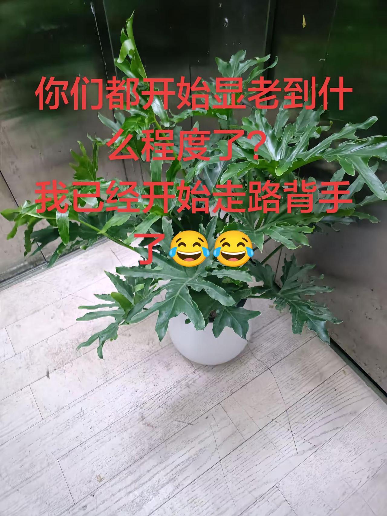 你们都开始显老到什么程度了？