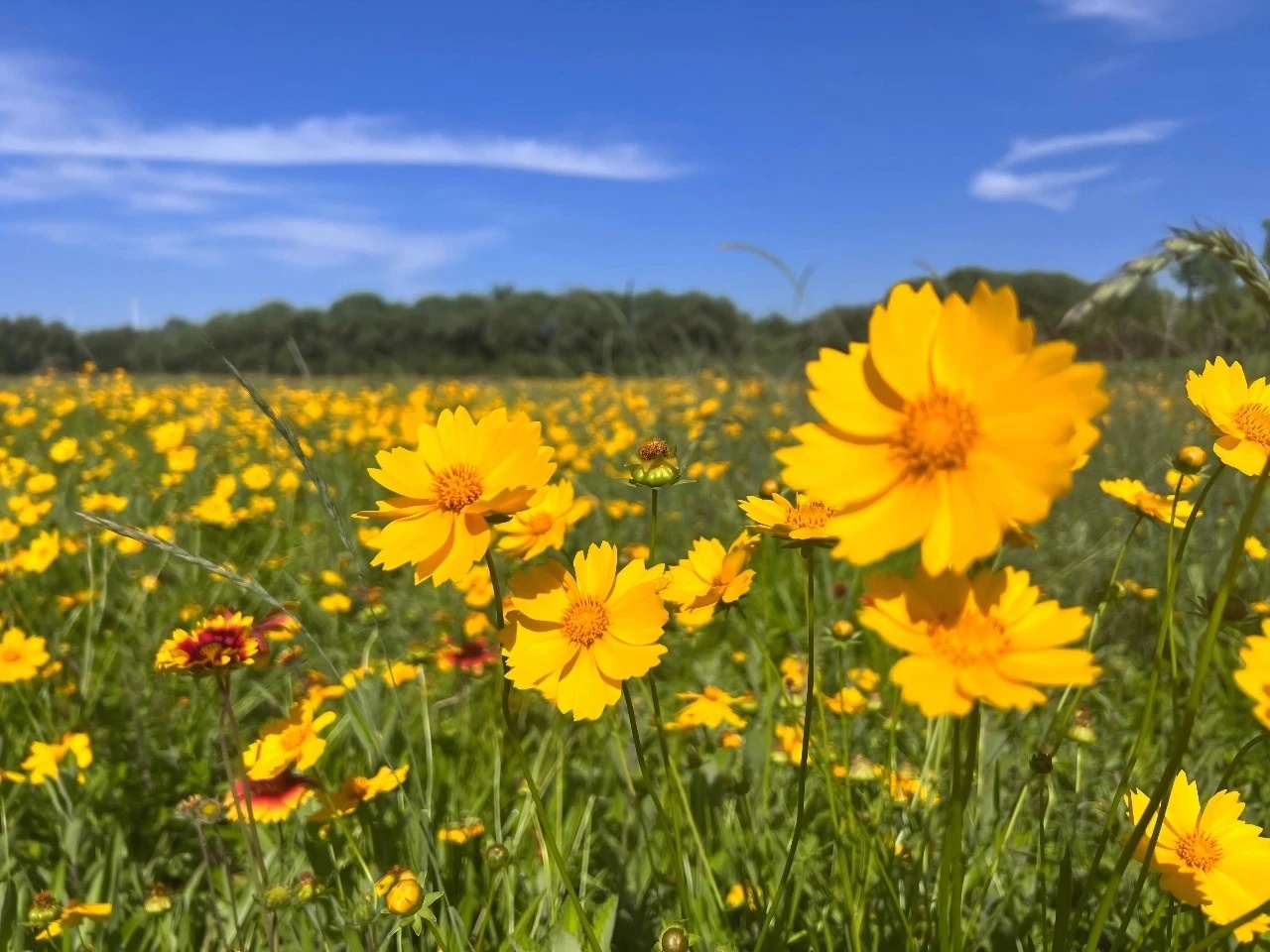 【石家庄金鸡菊、天人菊盛放】初夏时节，在石家庄的太平河南岸，利得市场路与古城路交