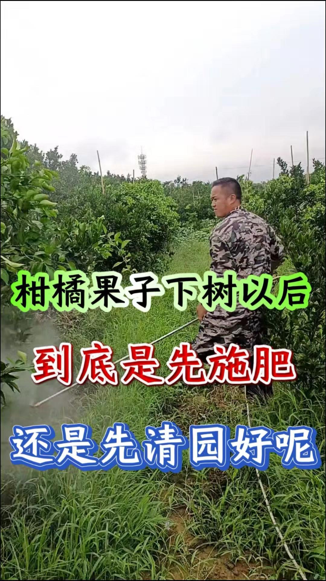 🍊柑橘下树后，先施肥好还是先清园好？🤔有人认为柑橘下树后要先施肥，也有人认为