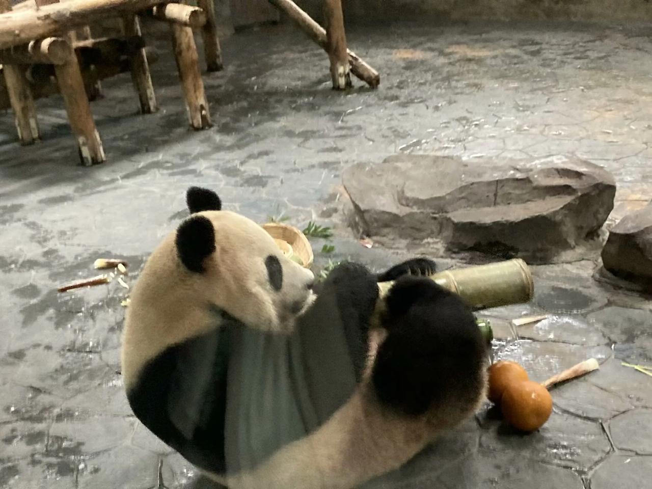 当庄家运用这种打压手段来出货的时候，根本无需出面护盘。如此一来，一旦股价开始下跌
