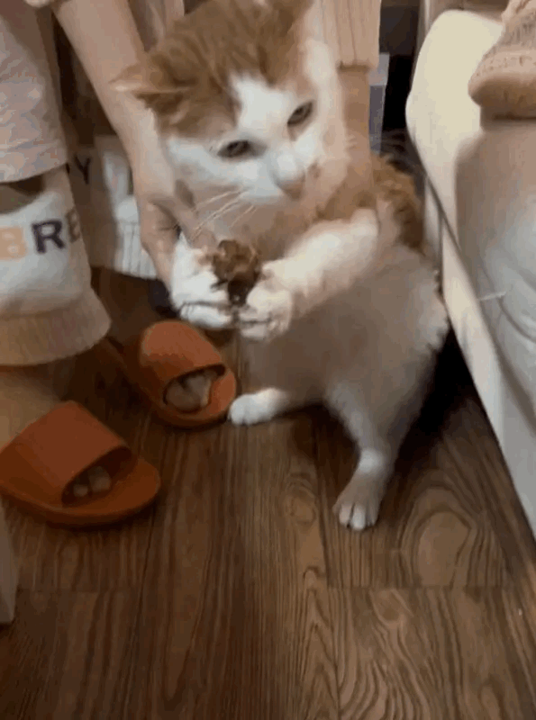 小猫咪就是强，偷了吃的也是理直气壮[泪奔]​​​