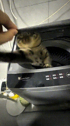 你瞅瞅这小猫，也不知道啥时候偷偷钻洗衣机里头躲着嘞。主人过来“啪”一下掀开盖子，