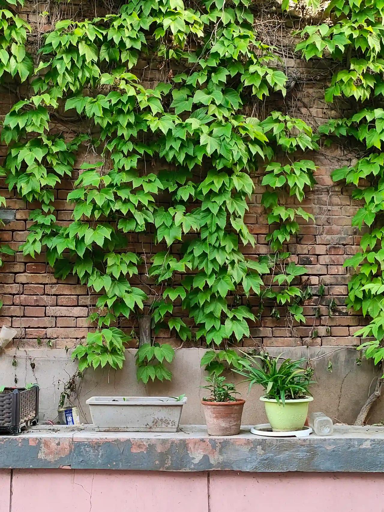 风软，日暖，草木新生。
春日的温柔藏在细碎光景里，
万物慢慢苏醒，烦恼悄悄自愈，