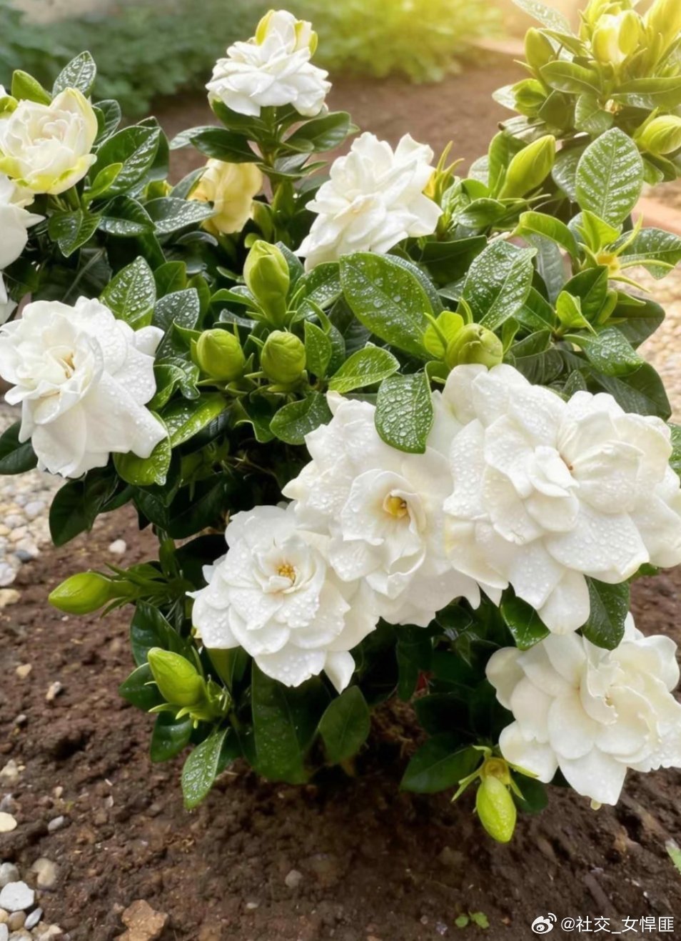 自己家种的栀子花，香晕了，初夏的温柔是栀子花给的！ 