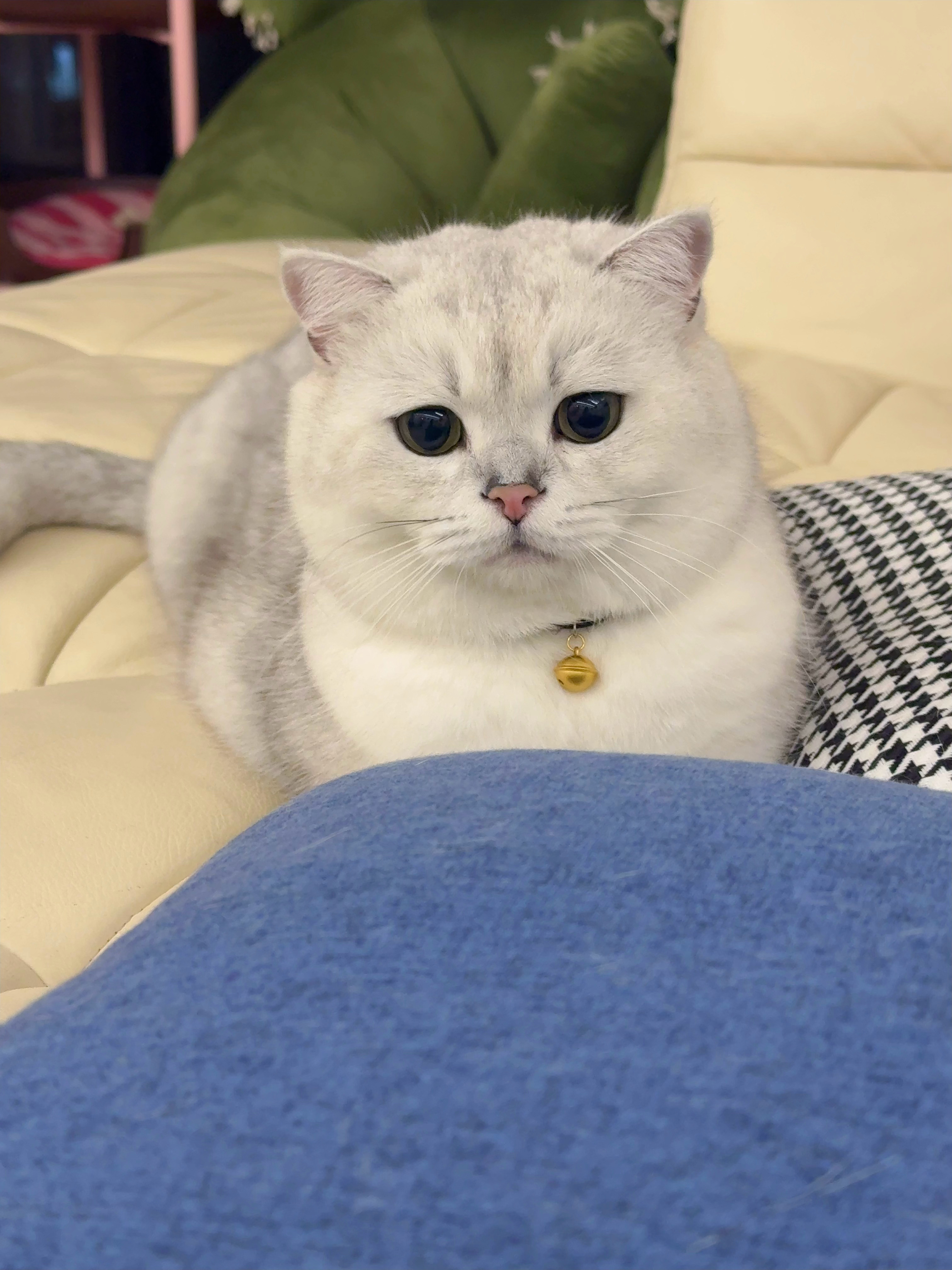 最喜欢小猫的不物质，几千的猫爬架可以玩的很开心，一根草也能玩一下午[心] ​​​