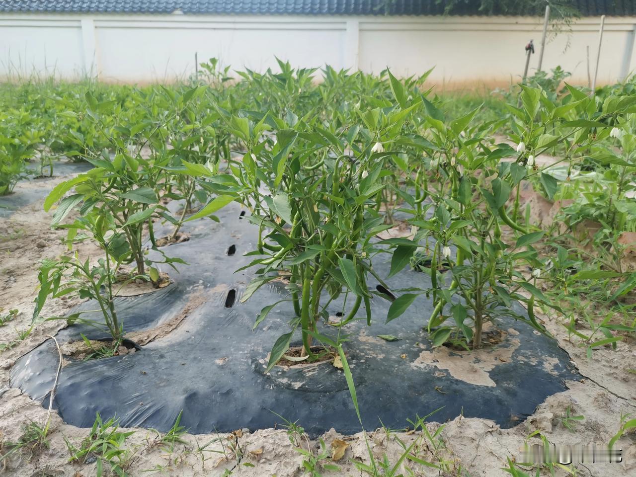 学校里的劳动实践基地。
往年学校里的劳动实践基地组织学生种上菜苗之后，就疏于管理