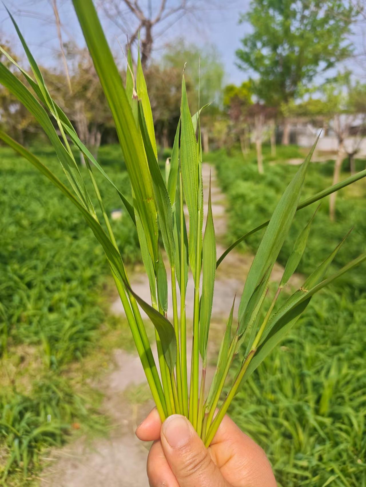 80后的你还记得这叫什么吗？用你的家乡话说出它的名字吧！70零后的印象 70后老