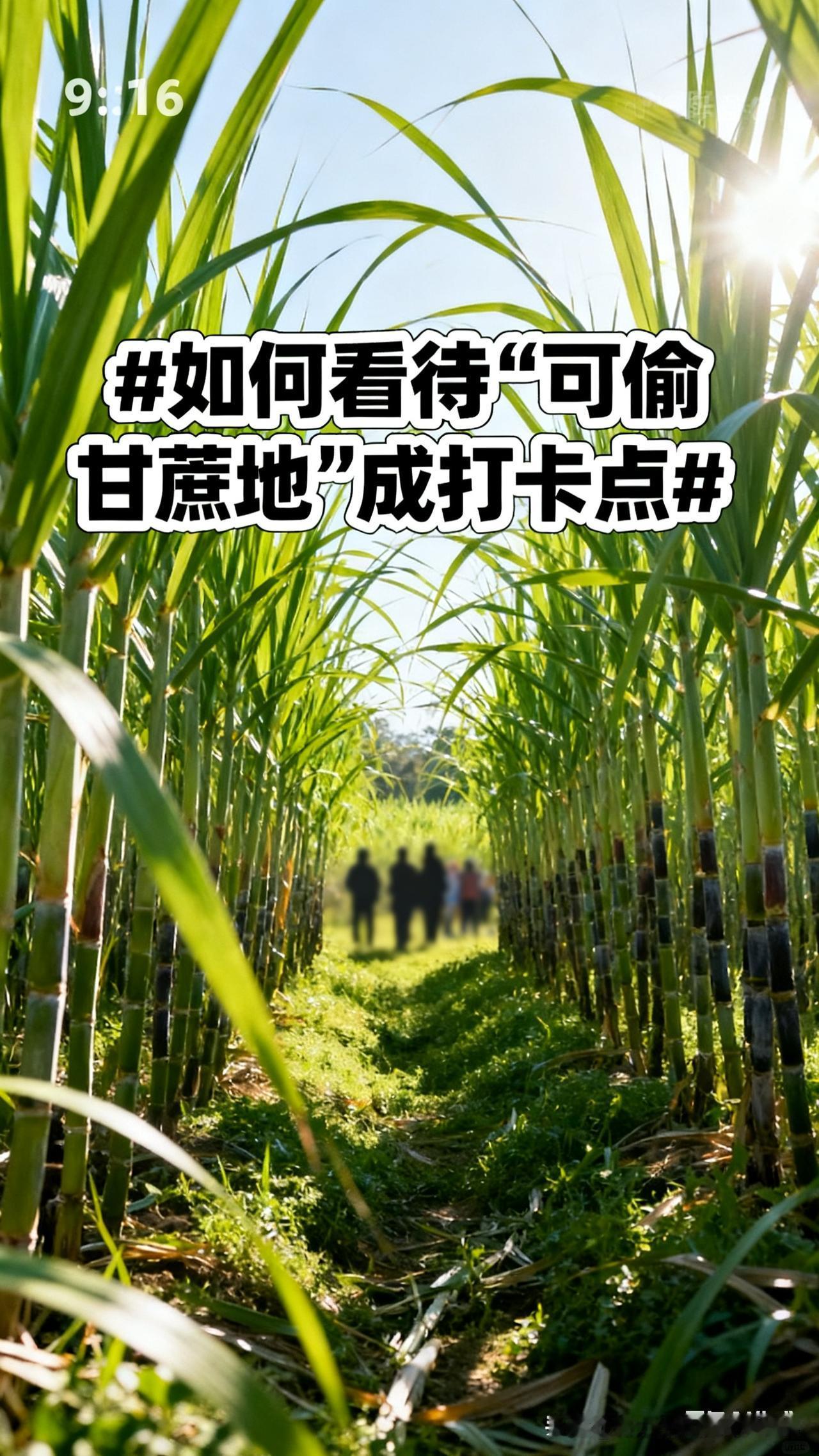刷到浙江那片“可偷甘蔗地”，真佩服老板会玩！就因为网友说想体验小时候偷甘蔗的乐趣