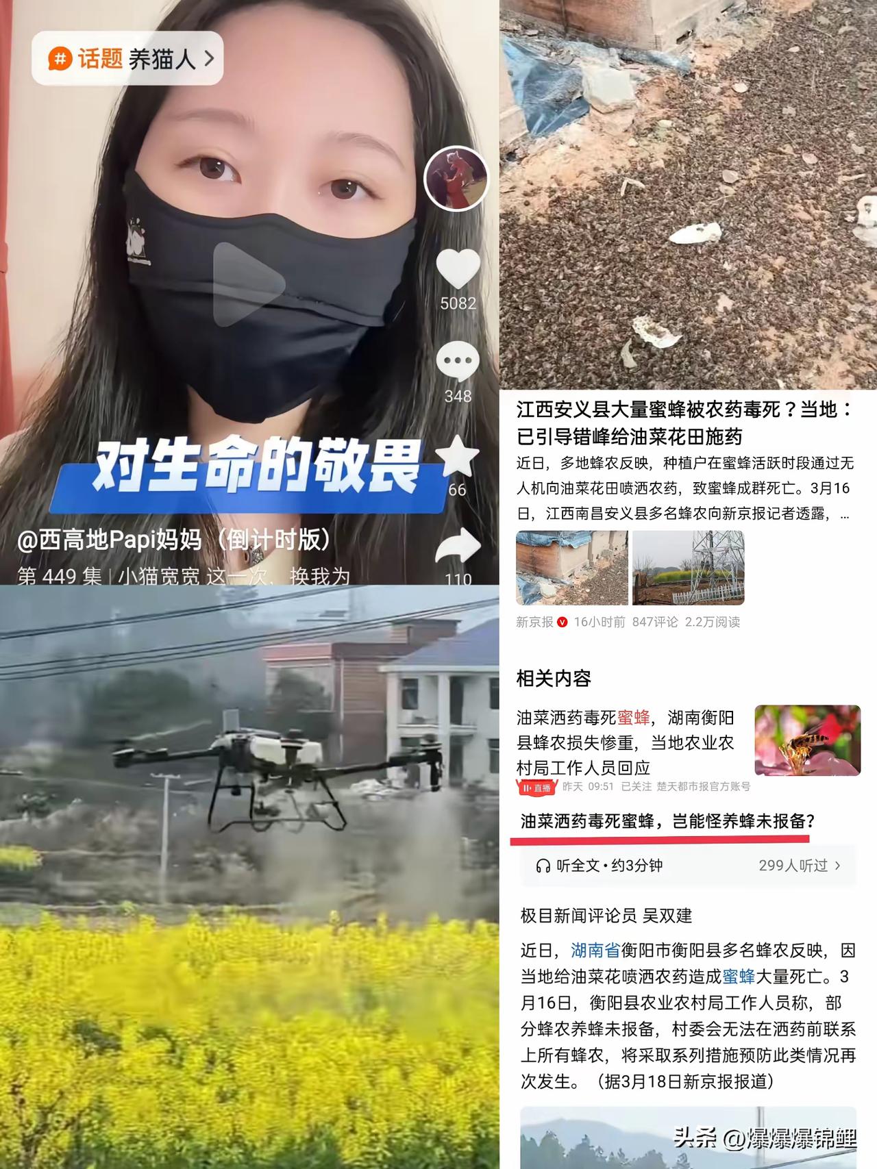 湖南衡阳这事儿看得人血压飙升！满地的死蜜蜂，那可是蜂农全家一年的血汗钱啊，结果一