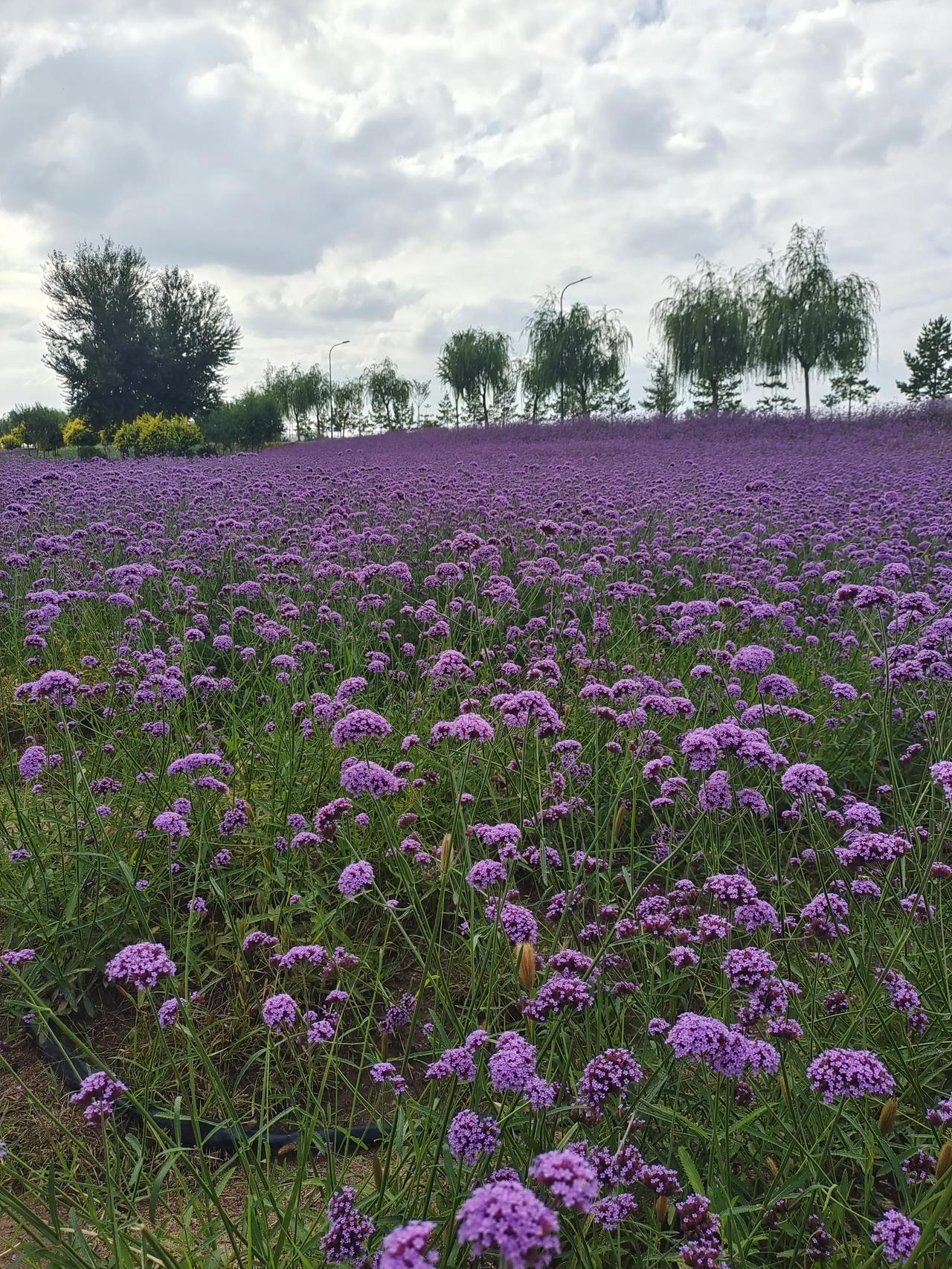 大黑河郊野公园马鞭草花海，马鞭草这几天正是盛花期，如同紫雾笼罩，比上次来更美了，