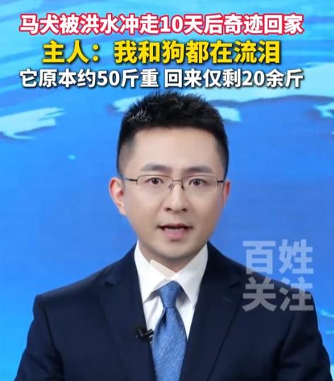 被洪水冲走 10 天，没有食物，也不知道身在何处，一只马犬还能活着回来吗？

7