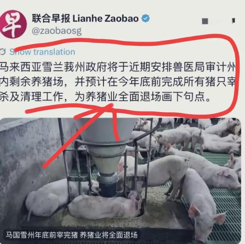 马来西亚的地方政府居然不让华人养猪，实在是太霸道了，使人再次想起了当年印尼的排华