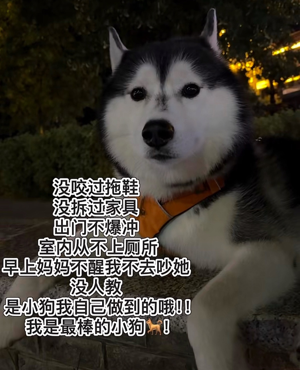 无论是乖乖小狗还是调皮小狗🐕都是最棒的小狗 ੯‧̀͡ ζྀི) ​​​