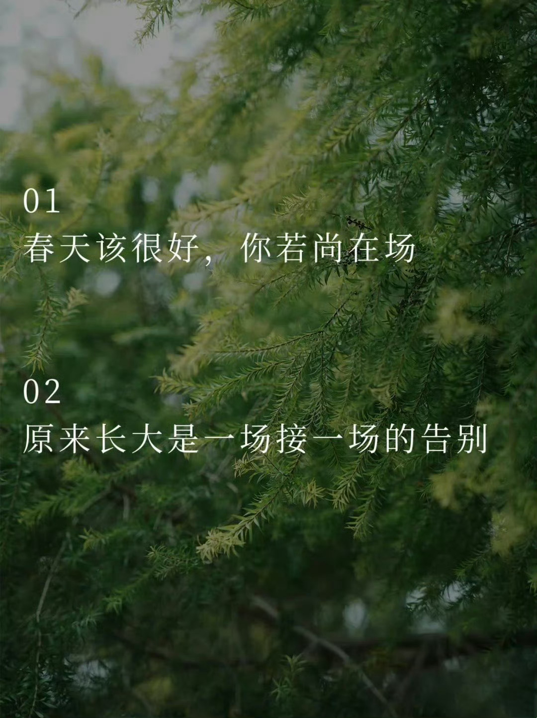 句句不提思念句句都是想念 