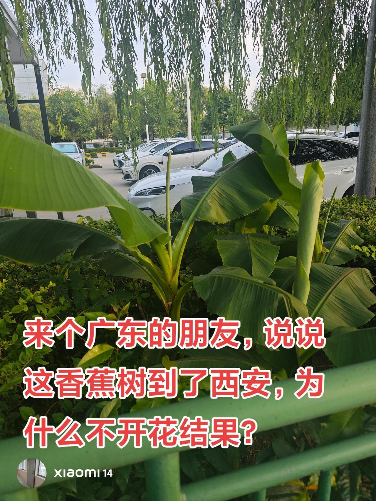 我感觉绿化带里种的这棵是香蕉树啊，为什么不开花结果，难道是观赏用的？广东 香蕉