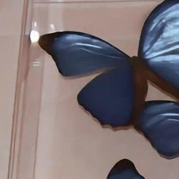 0000牵牛花种植一、选种与时间选择饱满无霉变的当年新鲜种子，常见品种如裂叶牵牛