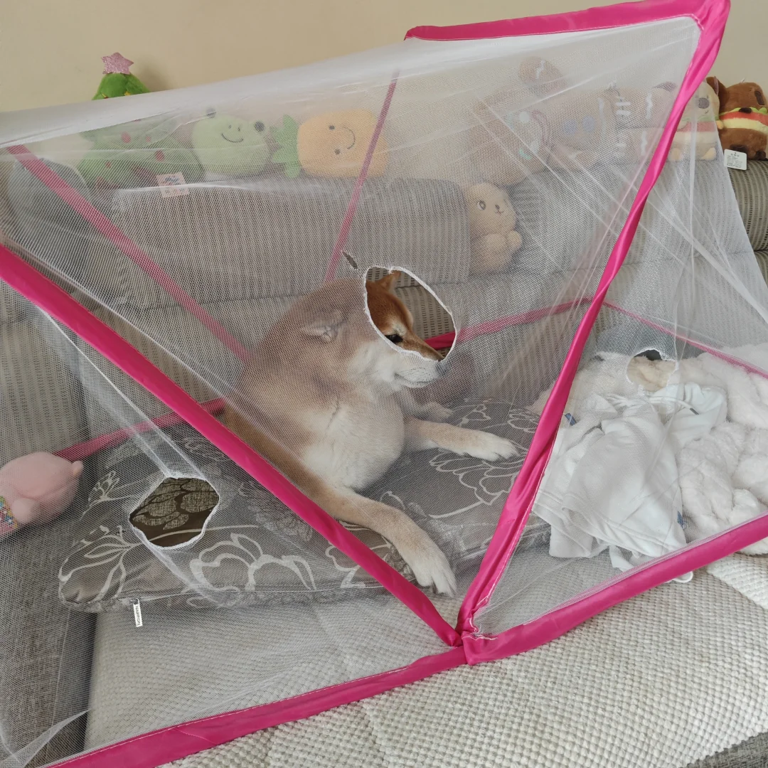 蚊子🦟休想咬我的小狗！