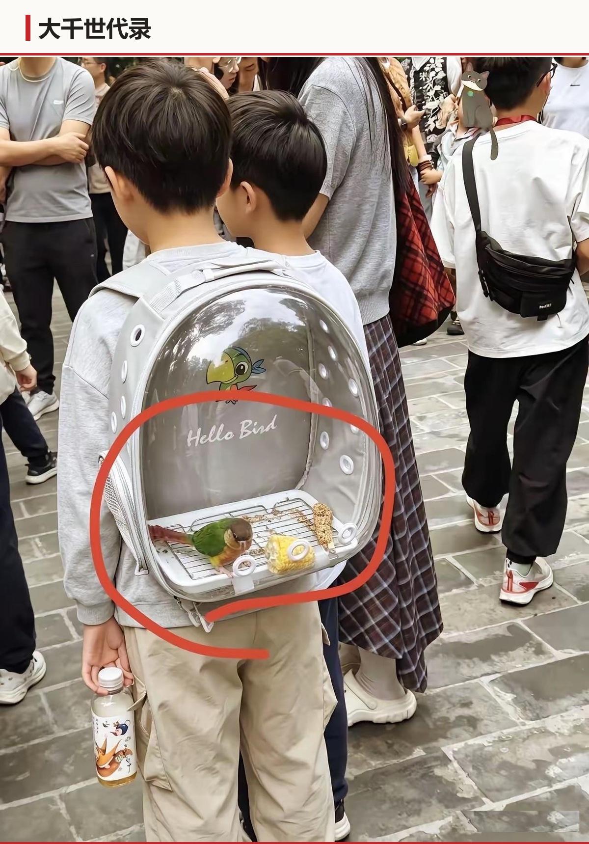 带宠物出门，越来越像带一件配饰。养的人不承认，看的人也不说。