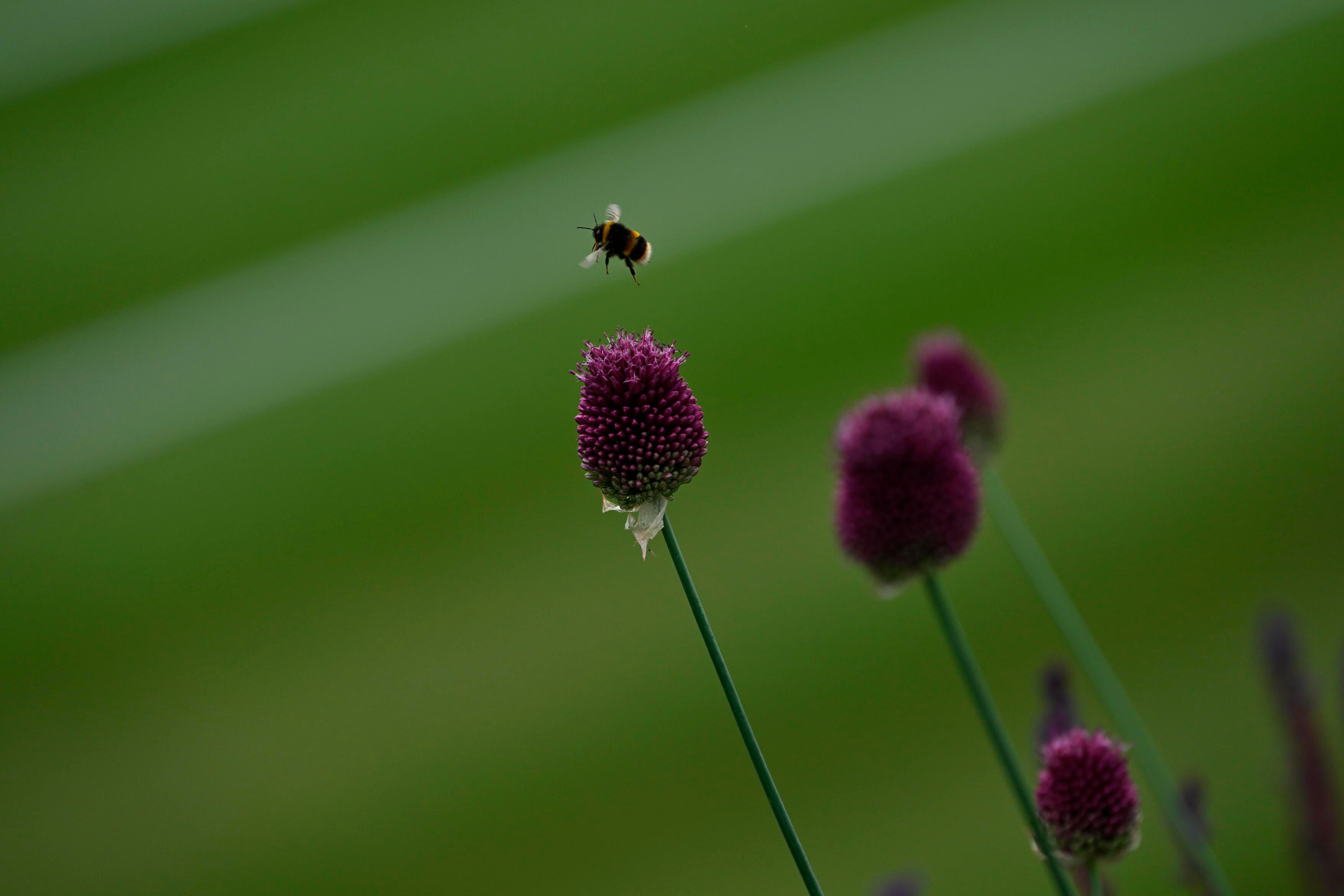 信号：嗡嗡嗡🐝目标：甜甜的微笑:)阿卡：勿Cue在躲🏃‍♂️‍➡️温网202