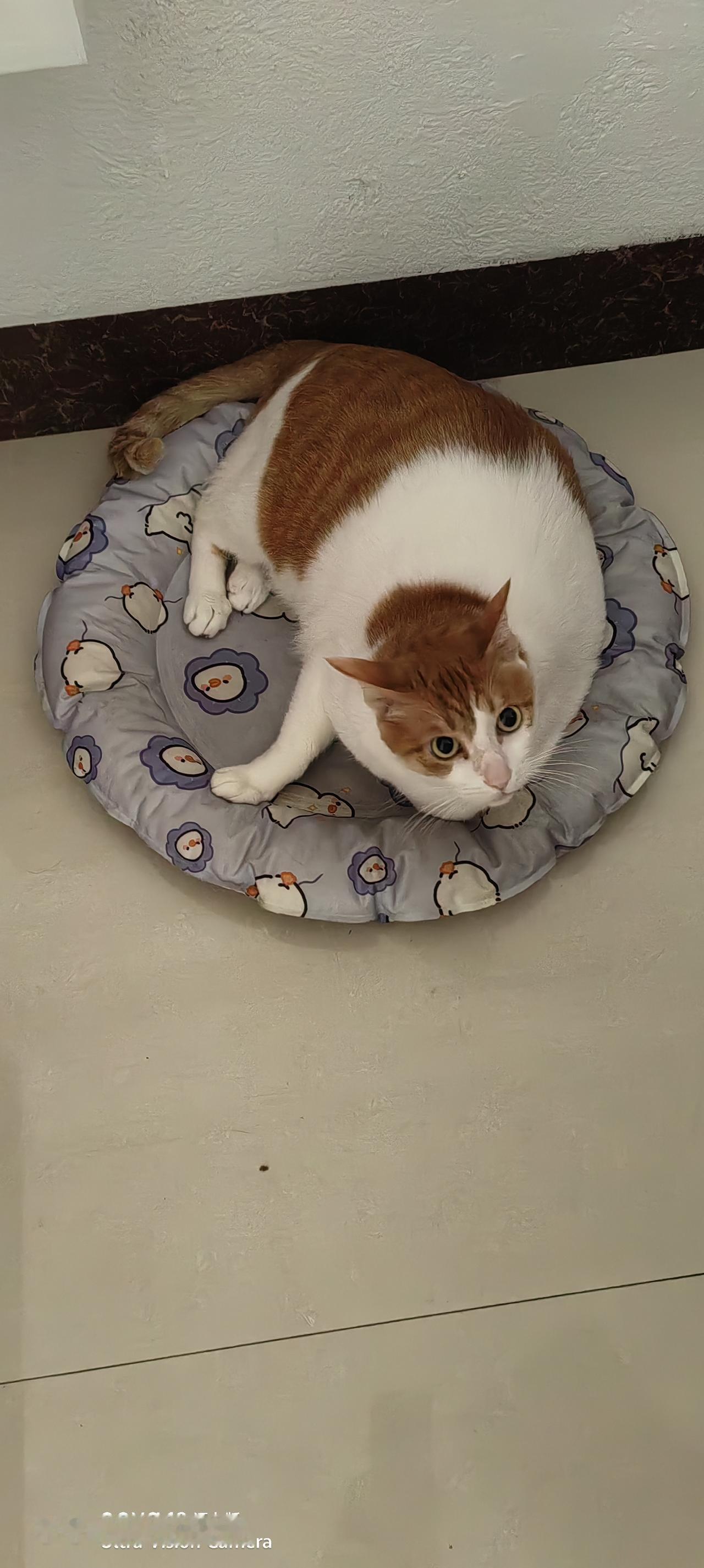 大橘猫家庭成员
早上吃完早餐要抱抱，中午在书房陪睡中午觉，有自己的专用沙发，写字