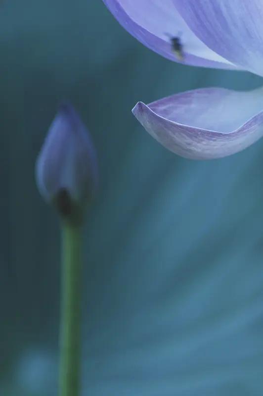 荷花定律真是太有道理了！荷花绽放之初，前几日开放的数量或许屈指可数，然而到了最后