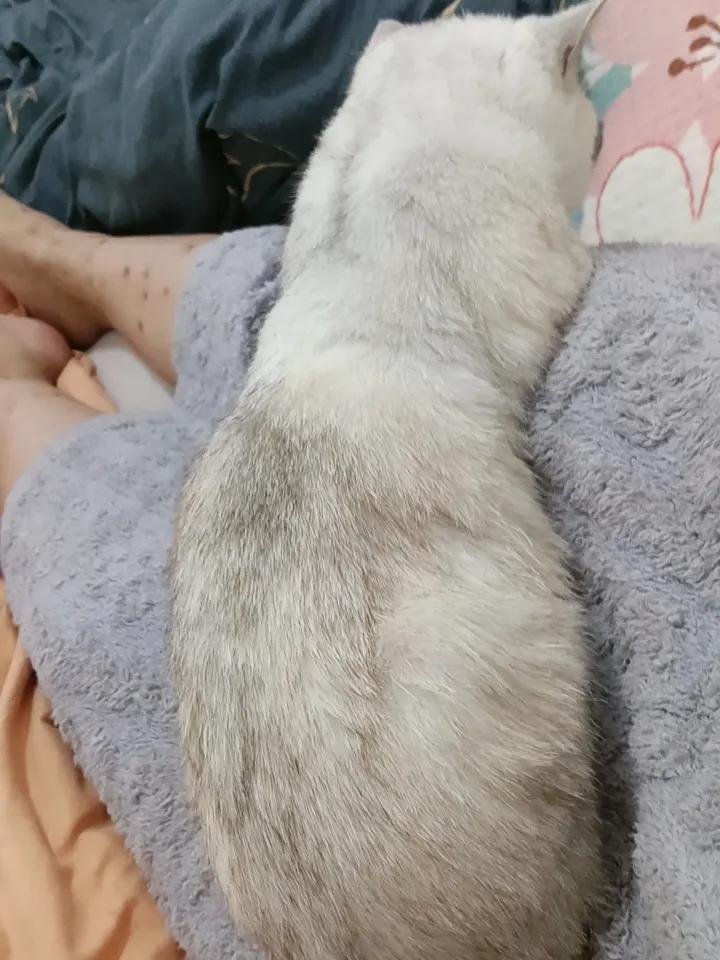 晚上好呀，一到晚上小家伙就喜欢趴在腿上陪伴着我，然后它自己在呼呼大睡瞧那毛茸茸的