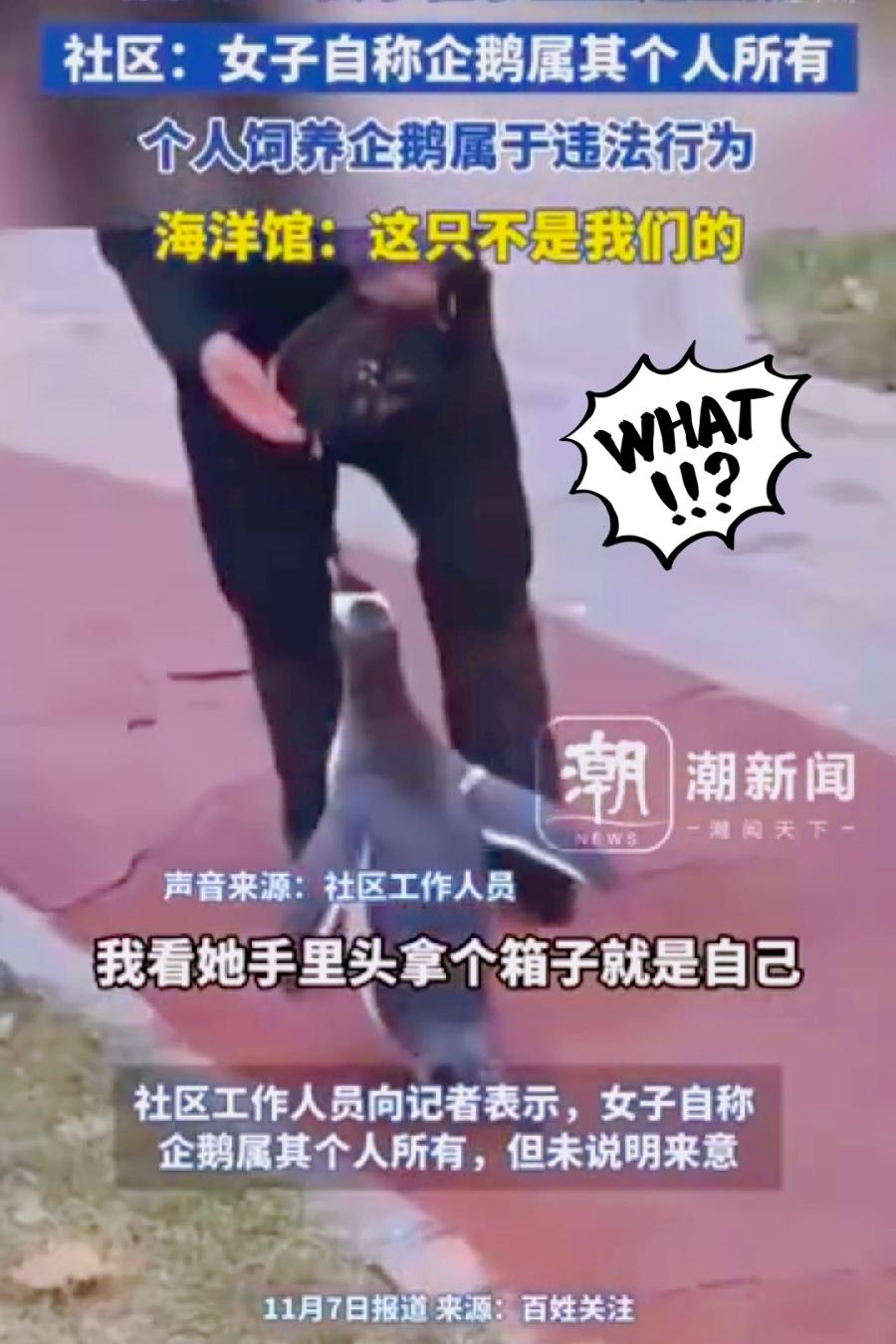 哈尔滨惊现硬核遛宠！女子小区里大摇大摆遛企鹅，网友：活久见…

活久见！今天哈尔