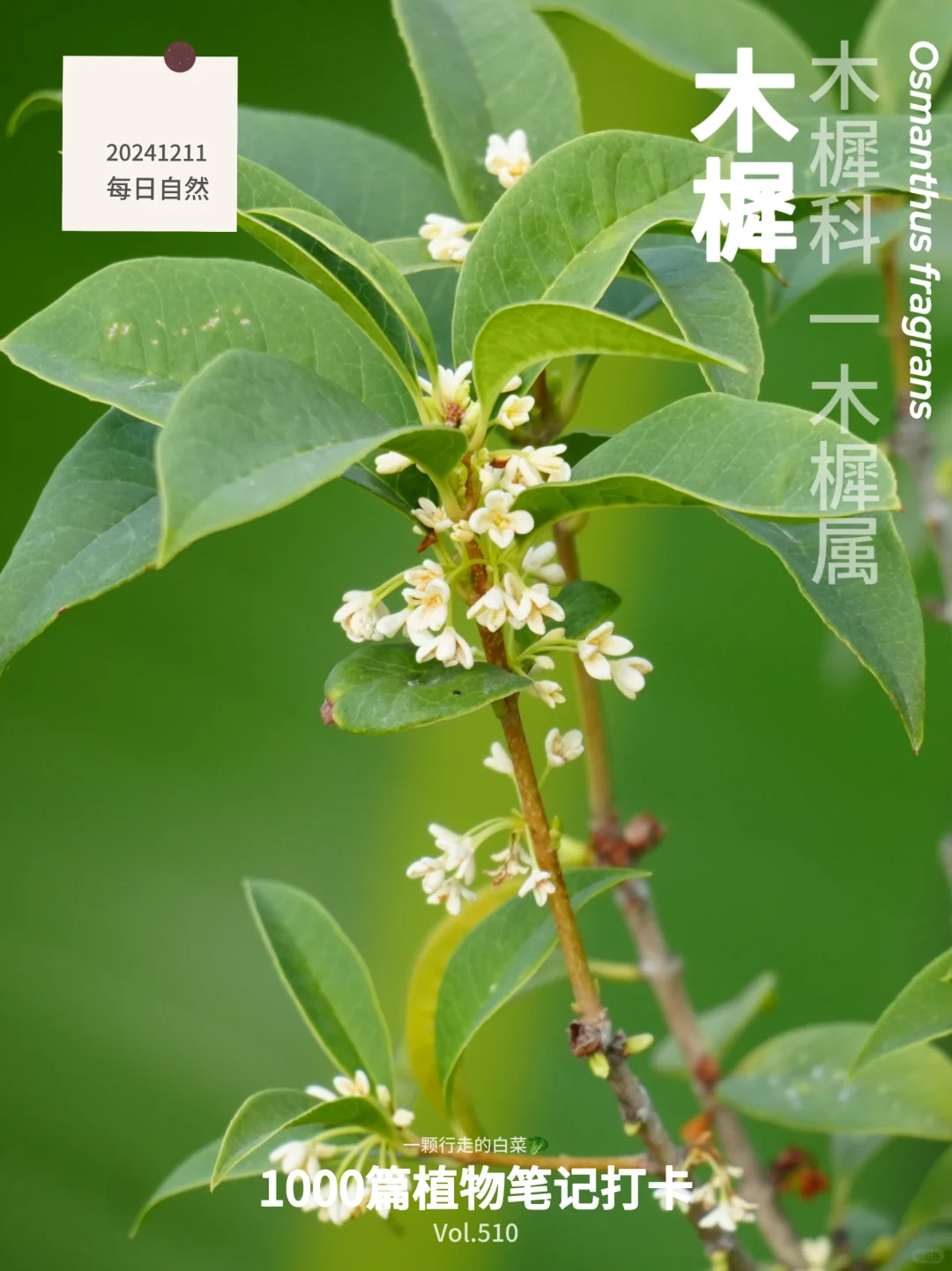 植物笔记510｜深圳的桂花四季香