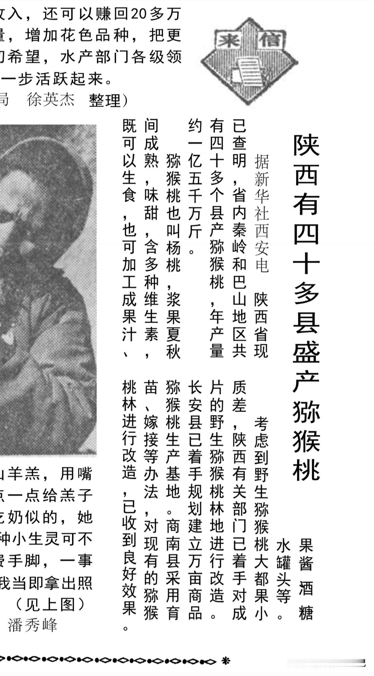 现在周至眉县武功等秦岭北麓渭河沿岸的猕猴桃很是有名，但在八十年代以前，猕猴桃还得