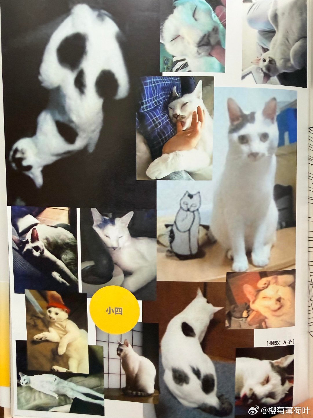 伊藤润二的猫咋这么好笑 